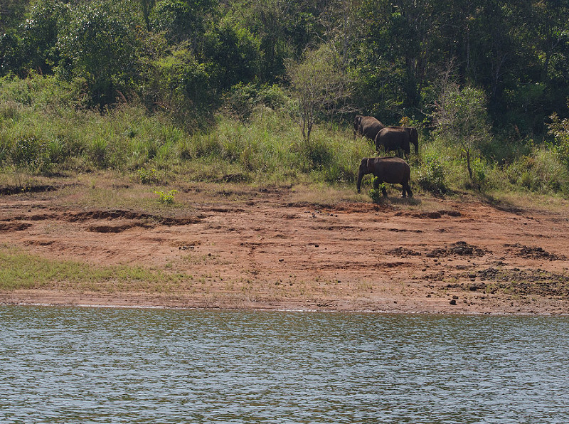 Periyar Tiger Reserveの画像8