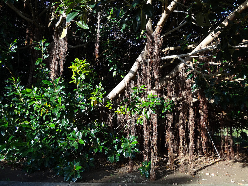 ココ島国立公園の画像3